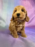 Male Schnoodle 2270, a male Cockapoo for sale in Joice, IA – Photo 3 of 8