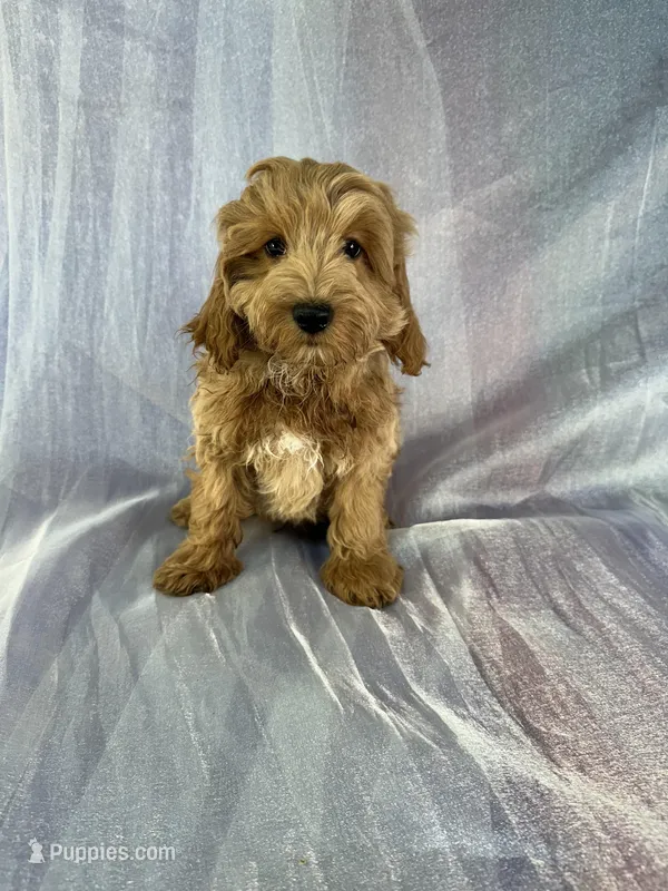 Male Schnoodle 2270 – Schnoodle puppy for sale in Joice, IA