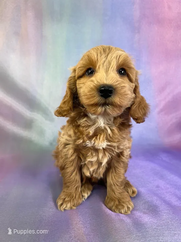Male Schnoodle 2270 – Cockapoo puppy for sale in Joice, IA
