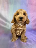 Male Schnoodle 2270, a male Cockapoo for sale in Joice, IA – Photo 1 of 8