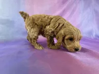 Male Schnoodle 2270, a male Cockapoo for sale in Joice, IA – Photo 6 of 8