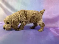 Male Schnoodle 2270, a male Cockapoo for sale in Joice, IA – Photo 8 of 8