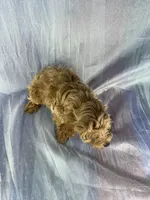 Male Schnoodle 2270, a male Schnoodle for sale in Joice, IA – Photo 2 of 2