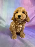 Male Schnoodle 2270, a male Cockapoo for sale in Joice, IA – Photo 5 of 8