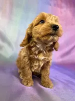 Male Schnoodle 2270, a male Cockapoo for sale in Joice, IA – Photo 2 of 8