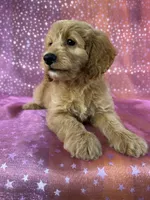 Female Cockapoo 2351, a female Cockapoo for sale in Joice, IA – 8 of 9