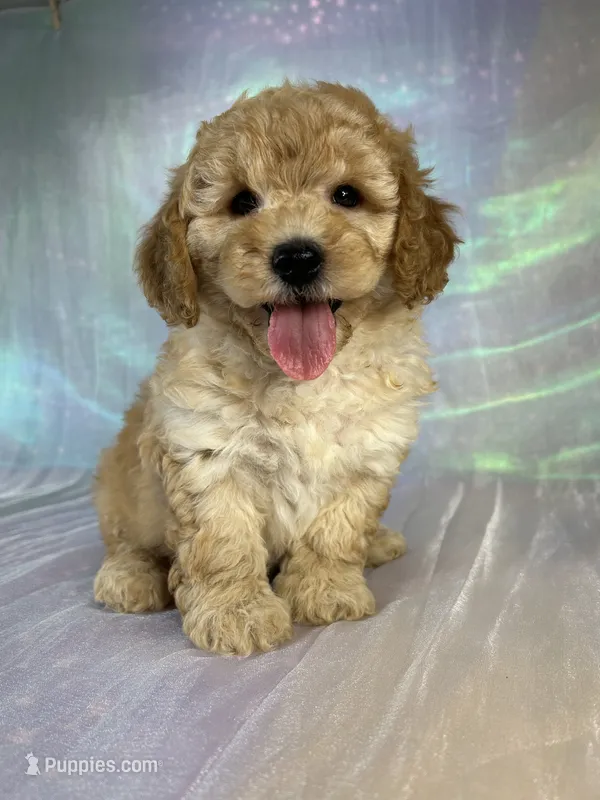 Female mini Goldendoodle 2317  – Miniature Goldendoodle puppy for sale in Joice, IA