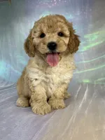 Female mini Goldendoodle 2317 , a female Miniature Goldendoodle for sale in Joice, IA – 1 of 10