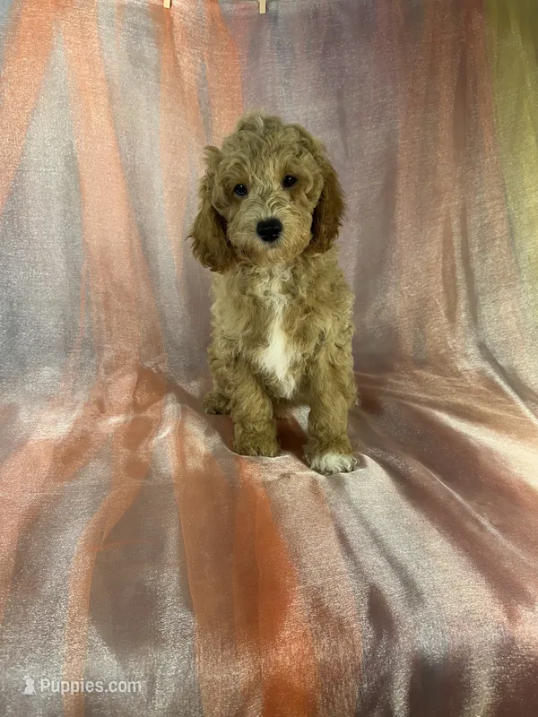 Male poodle 2383 – Poodle - Miniature  puppy for sale in Joice, IA