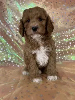 Male Cockapo 2392, a male Cockapoo for sale in Joice, IA – 7 of 10