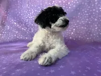 Male Schnoodle 2296, a male Schnoodle for sale in Joice, IA – 4 of 7