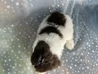 Male Schnoodle 2346, a male Schnoodle for sale in Joice, IA – 2 of 10