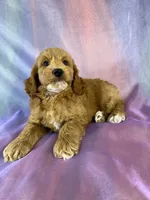 Male Cockapoo, a male Cockapoo for sale in Joice, IA – 3 of 9