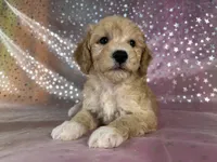 Male poodle 2383, a male Poodle - Miniature  for sale in Joice, IA – 8 of 9