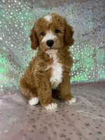 Male Bichon Poodle 2339, a male Bichpoo for sale in Joice, IA – 8 of 10