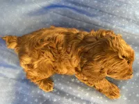 Male Cockapoo 2299 , a male Cockapoo for sale in Joice, IA – 6 of 7