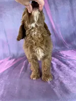 Male cockapoo , a male Cockapoo for sale in Joice, IA – 3 of 5