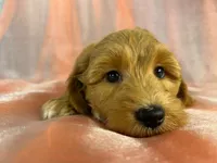 Male Schnoodle 2401, a male Schnoodle for sale in Joice, IA – 2 of 9