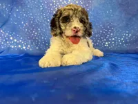 Female Cockapoo 2314, a female Cockapoo for sale in Joice, IA – 6 of 10