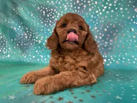 Female Mini Goldendoodle 2310 , a female Miniature Goldendoodle for sale in Joice, IA – 7 of 10