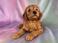 Male Mini Goldendoodle 2328, a male Miniature Goldendoodle for sale in Joice, IA – 9 of 9