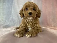 Female Bichon Poo 2400, a male Schnoodle for sale in Joice, IA – 8 of 10