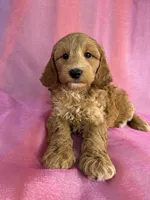 Male Schnoodle 2403, a male Schnoodle for sale in Joice, IA – 6 of 9