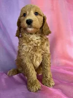 Male Schnoodle 2403, a male Schnoodle for sale in Joice, IA – 5 of 9
