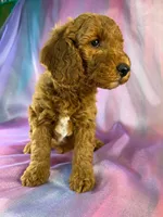 Male Male Mini Goldendoodle 2327, a male Miniature Goldendoodle for sale in Joice, IA – 5 of 10