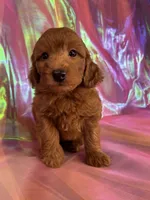 Female Mini Goldendoodle 2343, a female Miniature Goldendoodle for sale in Joice, IA – 2 of 9