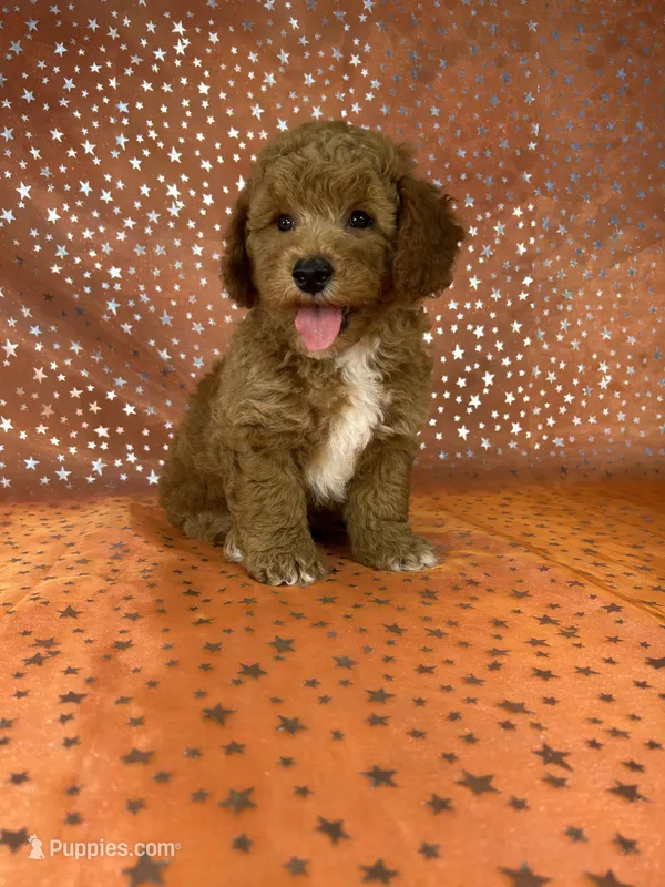 Male Bichon Poodle  2338 – Bichpoo puppy for sale in Joice, IA