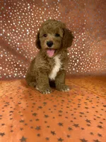 Male Bichon Poodle  2338, a male Bichpoo for sale in Joice, IA – 1 of 9