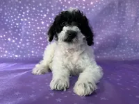 Male Schnoodle 2296, a male Schnoodle for sale in Joice, IA – 6 of 7