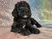 Male Poodle 2380, a male Poodle - Miniature  for sale in Joice, IA – 5 of 7