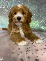 Male Bichon Poodle 2339, a male Bichpoo for sale in Joice, IA – 7 of 10