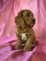 Female cockapoo 2393, a female Cockapoo for sale in Joice, IA – 5 of 9