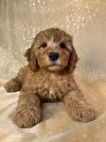 Male Mini Goldendoodle 2300, a male Miniature Goldendoodle for sale in Joice, IA – 3 of 10