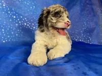 Female Cockapoo 2314, a female Cockapoo for sale in Joice, IA – 4 of 10