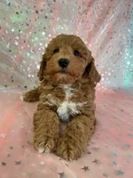 processed/9e52ed2b-da21-46fa-996b-ef8825d02374/listing/bdbec85f-afb9-4936-becd-5974073964e7/7afb5bda-3fe3-460f-aa1a-3a58ba0e03e3