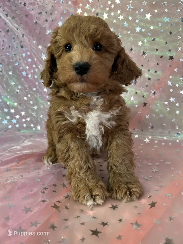 Male Mini Schnoodle 2246