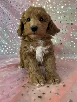 processed/9e52ed2b-da21-46fa-996b-ef8825d02374/listing/bdbec85f-afb9-4936-becd-5974073964e7/bb42a352-f89f-4bfd-986f-389425e8d5bf