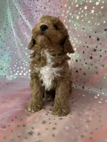 processed/9e52ed2b-da21-46fa-996b-ef8825d02374/listing/bdbec85f-afb9-4936-becd-5974073964e7/bbfeacd4-43e5-4e23-b3b3-ce7933791f7c