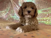 Male Cockapo 2392, a male Cockapoo for sale in Joice, IA – 5 of 10