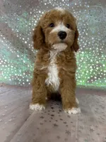 Male Bichon Poodle 2339, a male Bichpoo for sale in Joice, IA – 3 of 10