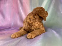 Male Mini Goldendoodle 2328, a male Miniature Goldendoodle for sale in Joice, IA – 6 of 9