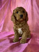 Female cockapoo 2393, a female Cockapoo for sale in Joice, IA – 7 of 9