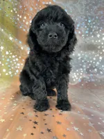 Female Poodle 2381, a female Poodle - Miniature  for sale in Joice, IA – 3 of 9