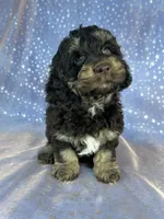 Tri colored male Cockapoo, a male Cockapoo for sale in Joice, IA – 3 of 7