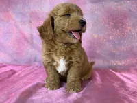 Male Bichon poodle 2335, a male Bichpoo for sale in Joice, IA – 2 of 10