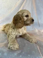 Male Cockapoo 2298, a male Cockapoo for sale in Joice, IA – 7 of 9